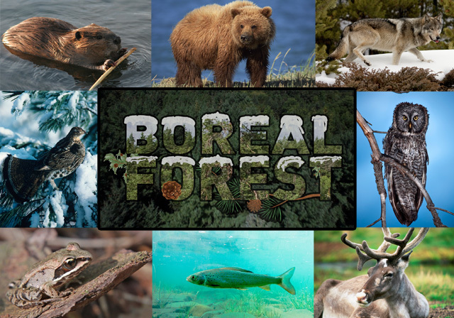 ZOOLOGIST - Boreal Forest of Canada Alaska